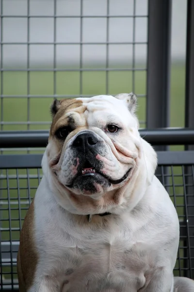 Perro mastín — Foto de Stock