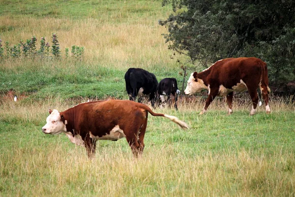 Caballos y vacas — Foto de Stock