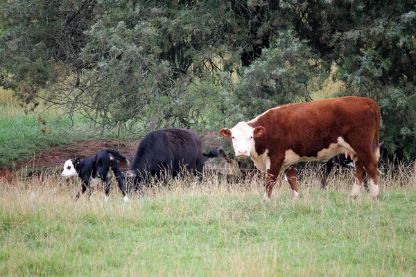 Caballos y vacas —  Fotos de Stock