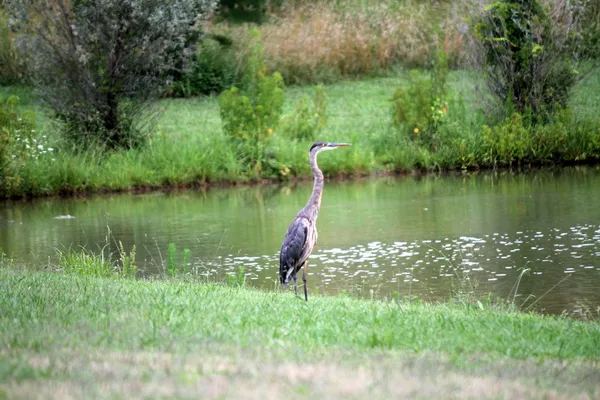 Bird on meadow — Stock Photo, Image