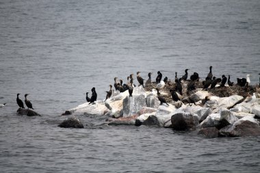 kuş ve martı Adası