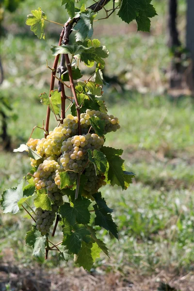 Vinha de uva madura vontade — Fotografia de Stock