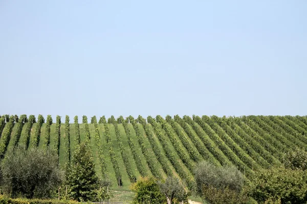 Landschaft der Weinberge — Stockfoto