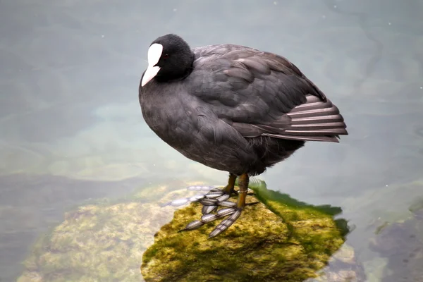 Schwarzer Vogel — Stockfoto