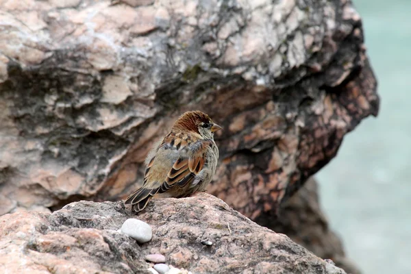 Pájaro en lago —  Fotos de Stock