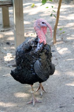 bronzlaşmış Türkiye