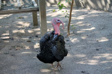 bronzlaşmış Türkiye