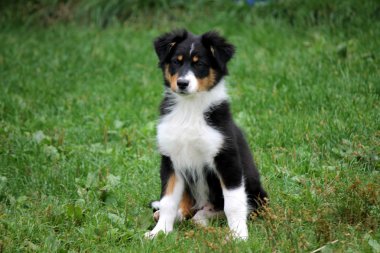güzel köpek