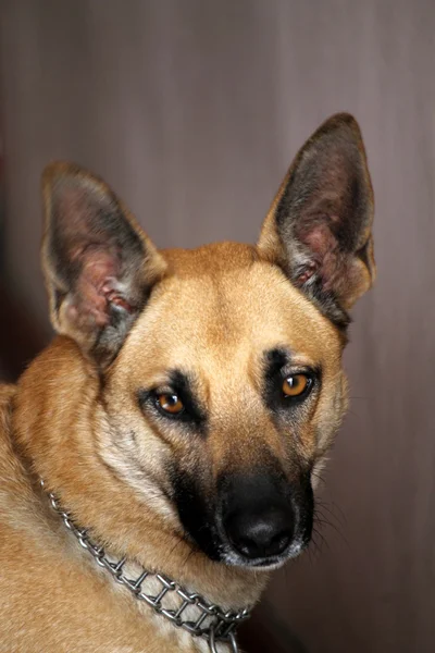 Pequeño perro terrier —  Fotos de Stock