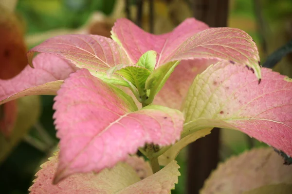 Hydreangea blad — Stockfoto