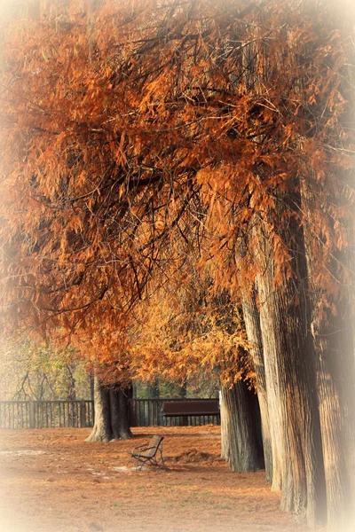 Árboles en invierno —  Fotos de Stock