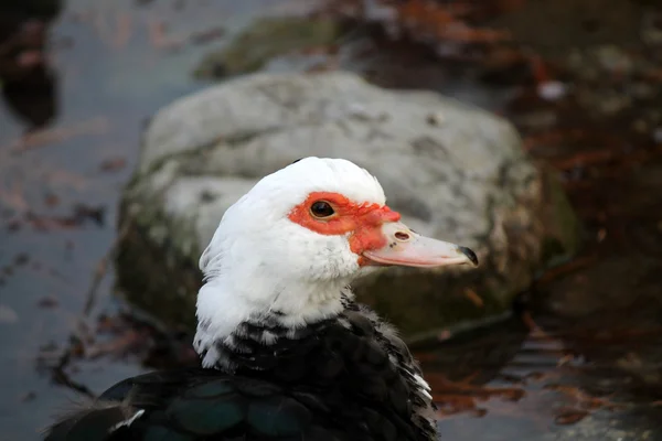Duck on lake — Stock Photo, Image