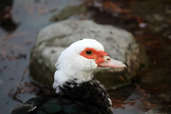 Pato no lago — Fotografia de Stock