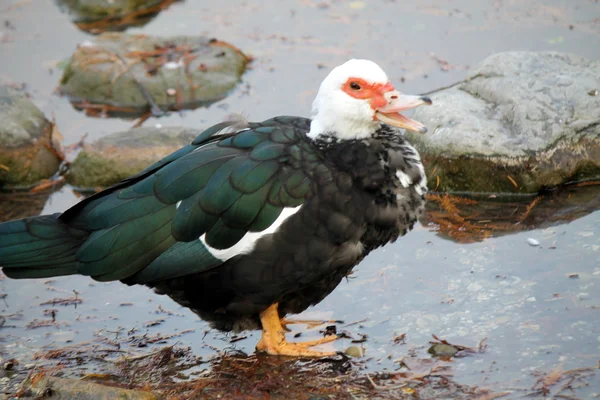 Eend op meer — Stockfoto