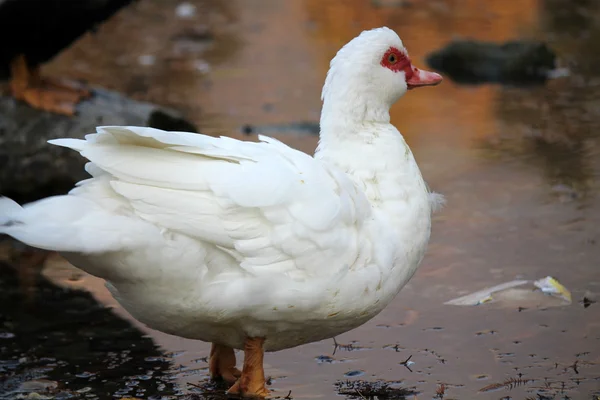 Kachna na jezeře — Stock fotografie