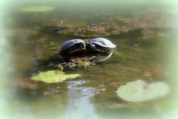 Schildkröten auf dem See — Stockfoto