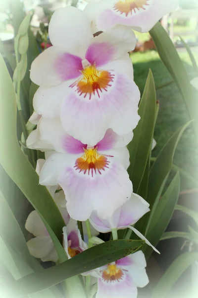 Witte orchidee — Stockfoto