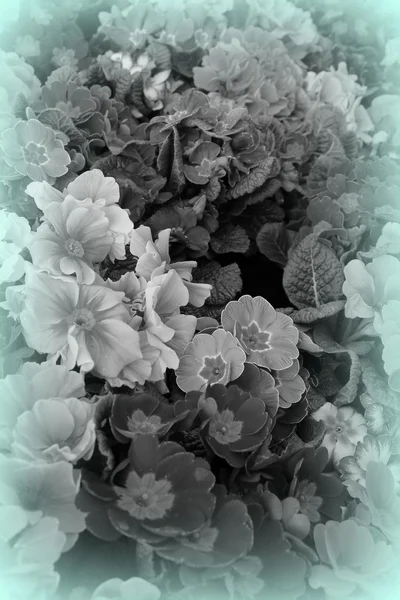 Flores —  Fotos de Stock