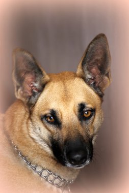 küçük bir terrier köpek