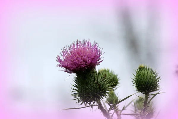 Колючий цветок — стоковое фото