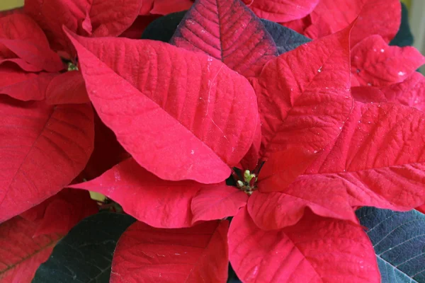 Flor de Poinsettia — Foto de Stock