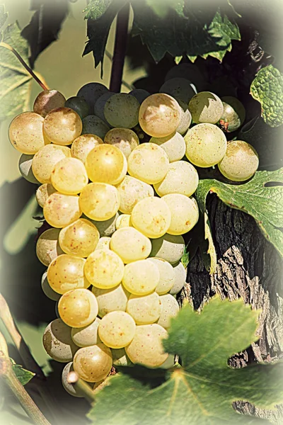 Viñedo de uva madura será — Foto de Stock