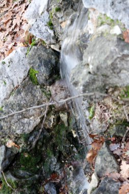 Kaynak ormanın Stream