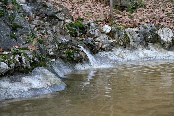 Fuente del arroyo en el bosque — Foto de Stock