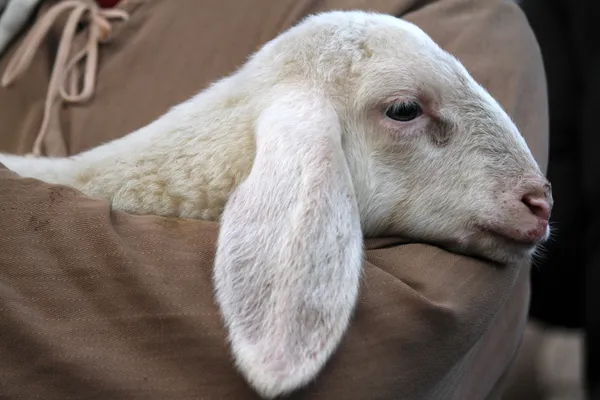 Lamb with shepherd — Stock Photo, Image