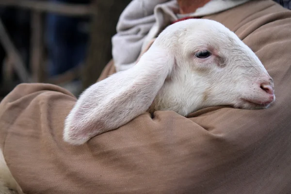 Lamm mit Hirte — Stockfoto