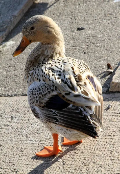 Ducks on lake — Stock Photo, Image