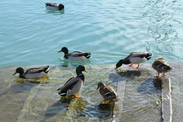 Canards sur le lac — Photo