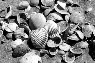 Kumsalda deniz kabukları