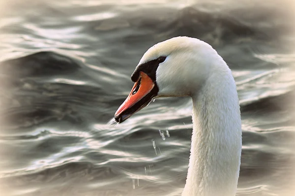 Schwan auf dem See — Stockfoto