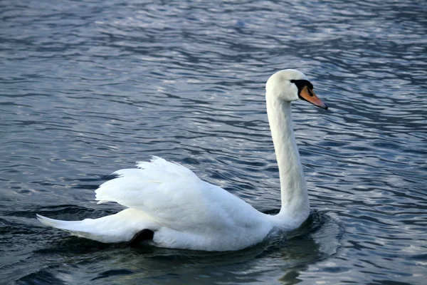 Swan on the lake — Stock Photo, Image