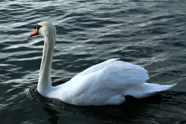 Svan på sjön — Stockfoto