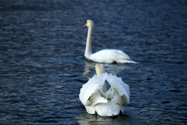 Swan on the lake — Stock Photo, Image