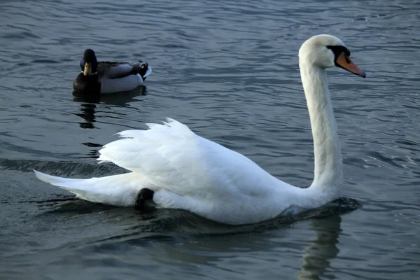 Zwaan op het meer — Stockfoto