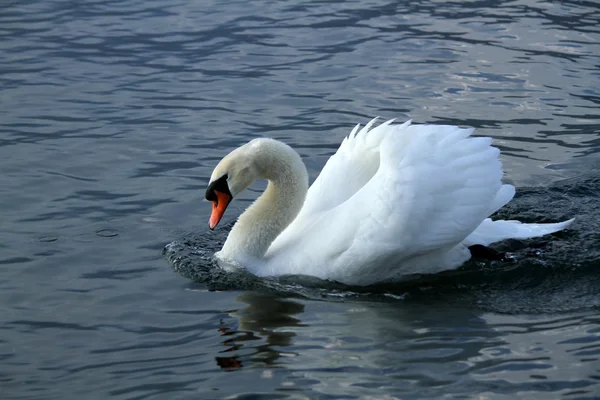 Labuť na jezeře — Stock fotografie