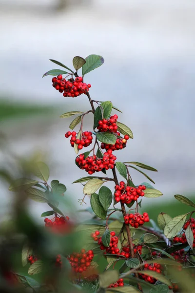 Baies rouges dans le jardin — Photo