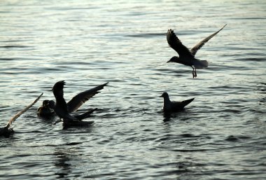 göl kenarında martı