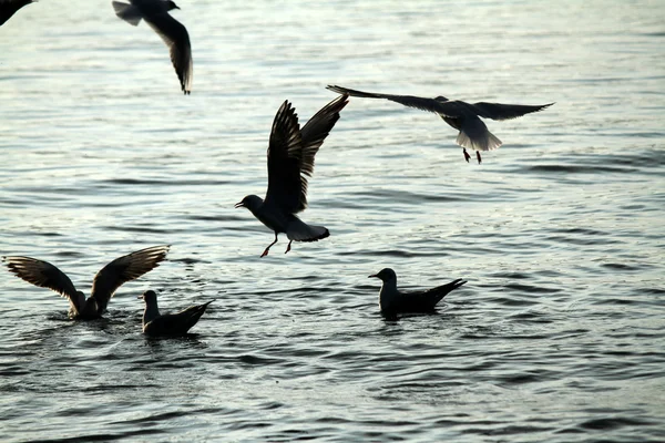 Seagull on lake — Stock Photo, Image