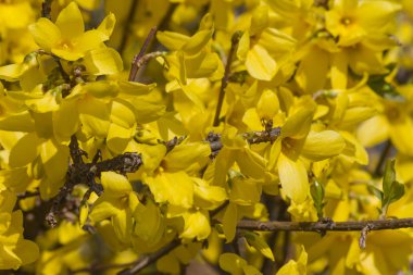 Bahar sarı hor çiçeği