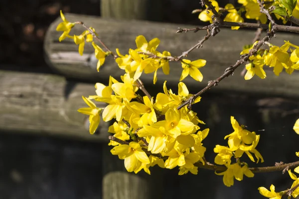 Gele forsythia in het voorjaar van — Stockfoto