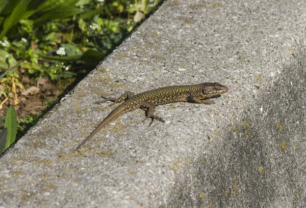 Lagarto na primavera — Fotografia de Stock