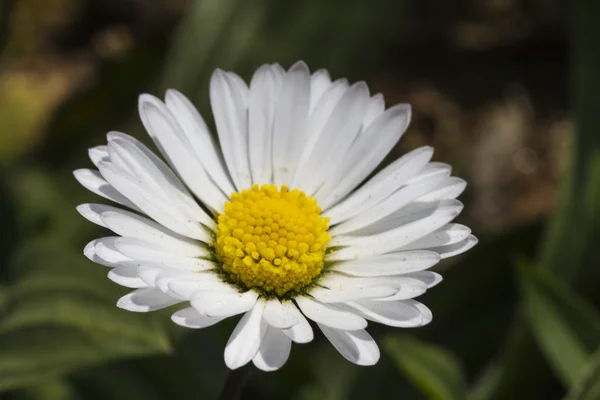 Gänseblümchen im Frühling — Stockfoto