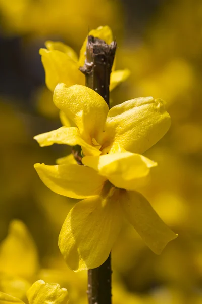 Forsythia amarelo na primavera — Fotografia de Stock