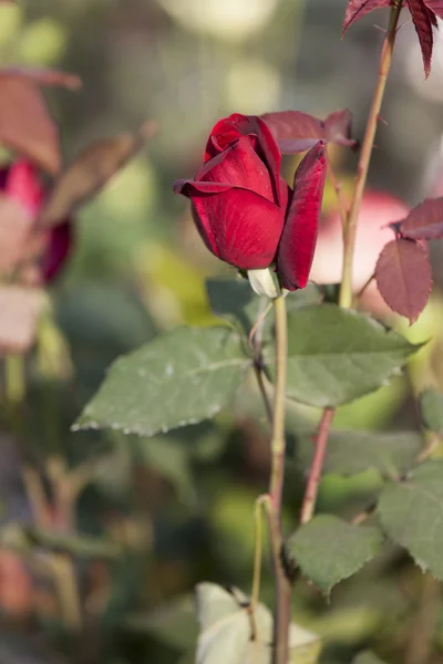 Roses in bloom in spring — Stock Photo, Image