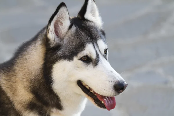 Niedlicher Hund — Stockfoto