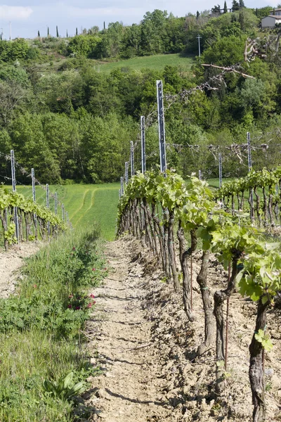 Vineyard in spring — Stock Photo, Image